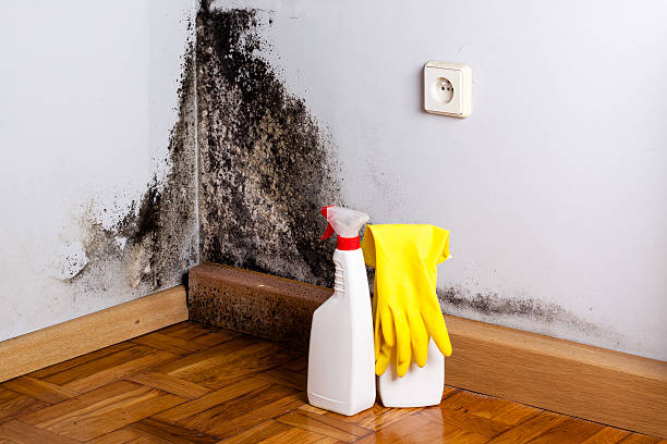 Best Toxic Mold Removal  in Gladstone, OR